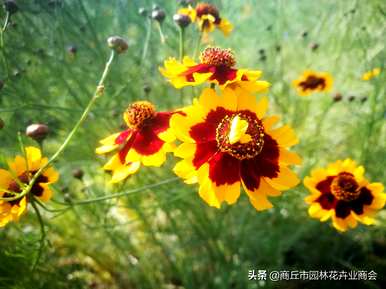 金鸡菊播种时间最好在几月份，金鸡菊播种时间最好在几月份