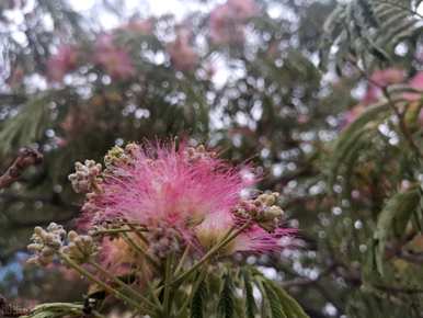 什么季节合欢花开花，最大的合欢花开花？