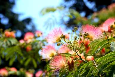 什么季节合欢花开花，最大的合欢花开花？