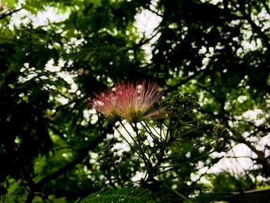 什么季节合欢花开花，最大的合欢花开花？