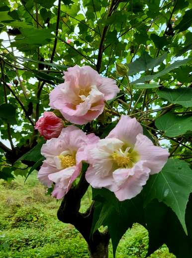 十月芙蓉花象征什么？芙蓉花象征什么？