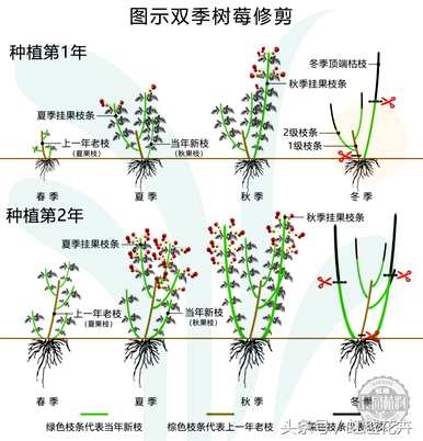 树莓苗冬天能抗零下多少度？树莓树冬天怎么过？