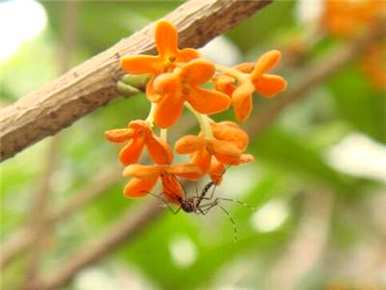 如何培育桂花树，如何培育桂花树才能活下去