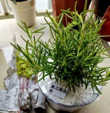 香草是什么植物，香草是什么植物