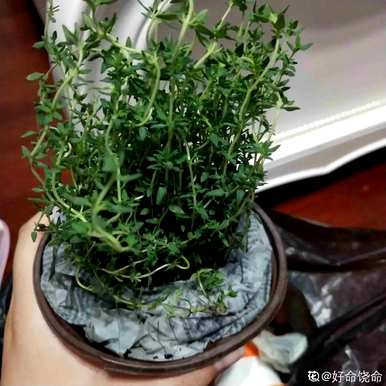 香草是什么植物，香草是什么植物