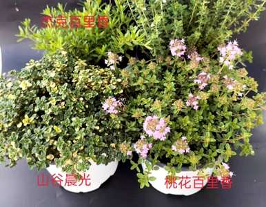 香草是什么植物，香草是什么植物