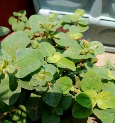 香草是什么植物，香草是什么植物