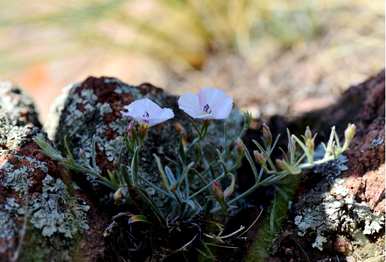 如何饲养刺球花盆栽、刺球花图片