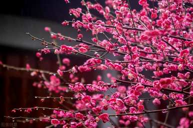 梅花的象征意义是什么，梅花的象征意义是什么