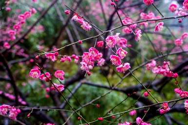 梅花的象征意义是什么，梅花的象征意义是什么