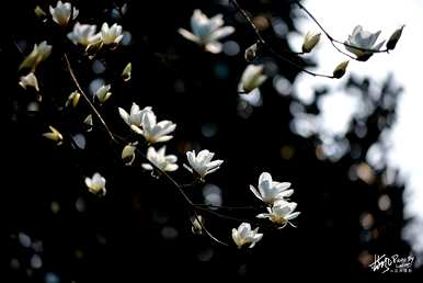 上海市花是什么花，上海市花是什么花？