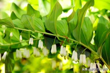 什么植物叫仙草？有哪些植物叫仙草？