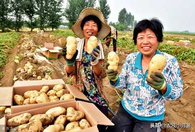 如何种植土豆，如何种植土豆种子