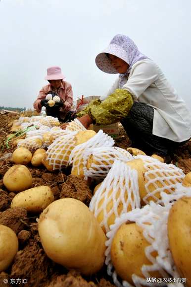 如何种植土豆，如何种植土豆种子