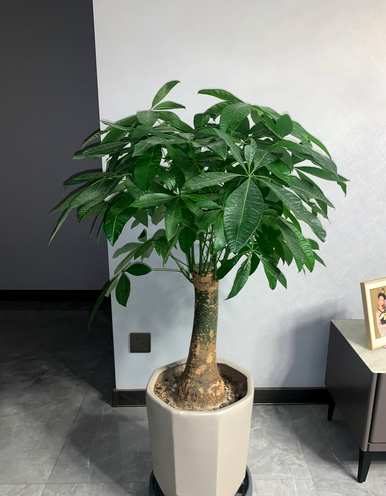 什么是室内无光植物，什么是室内植物？