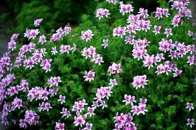 种植什么植物驱蚊，农村驱蚊植物