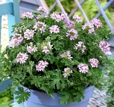 种植什么植物驱蚊，农村驱蚊植物