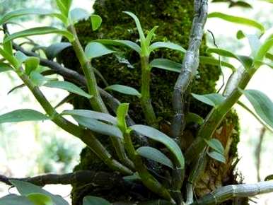 树上种植铁皮石斛的视频，树上种植铁皮石斛的视频