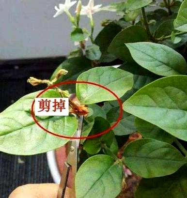 茉莉花怎么养才能长得好，羊粪养茉莉花的正确用法