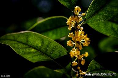 南方怎么种桂花树？中国南方能种桂花树吗？