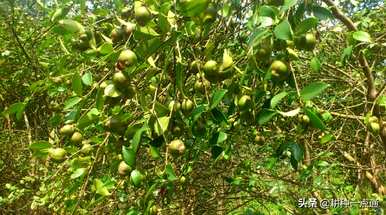 油茶树种植底部土壤湿度，什么土壤适合油茶树种植？