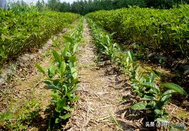 油茶树种植底部土壤湿度，什么土壤适合油茶树种植？