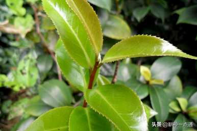 油茶树种植底部土壤湿度，什么土壤适合油茶树种植？