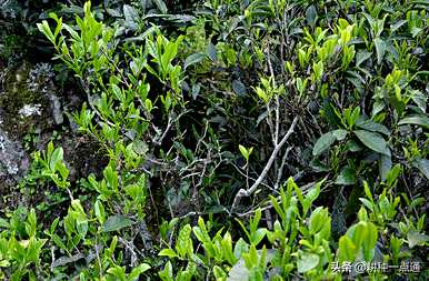 油茶树种植底部土壤湿度，什么土壤适合油茶树种植？