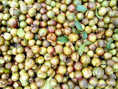 油茶树种植底部土壤湿度，什么土壤适合油茶树种植？