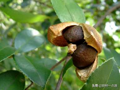 油茶树种植底部土壤湿度，什么土壤适合油茶树种植？