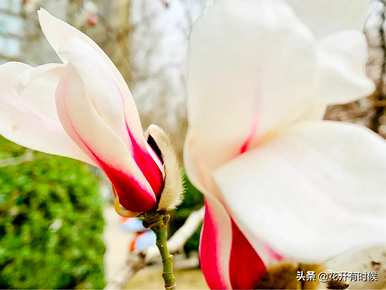 什么是白色紫玉兰花花语，什么是玉兰花花语