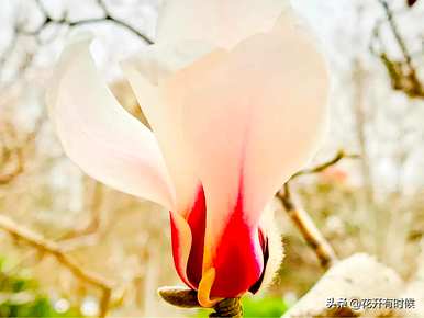 什么是白色紫玉兰花花语，什么是玉兰花花语