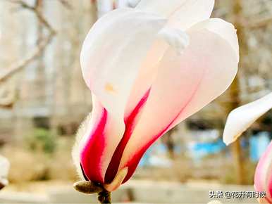 什么是白色紫玉兰花花语，什么是玉兰花花语