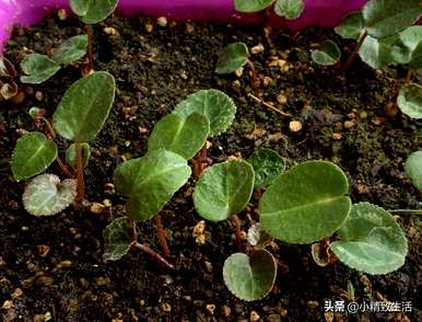 百蕊草种子生芽需要多长时间，百蕊草种子生芽需要多长时间