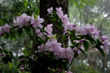 腺萼马银花介绍，什么是马银花？