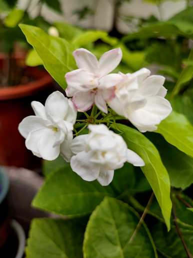 冬天怎么养茉莉花，冬天能种茉莉花吗？