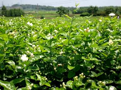 茉莉花有哪些养护知识，茉莉花有哪些养护知识？