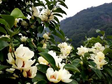 什么是深山含笑花语，什么是深山含笑花语？