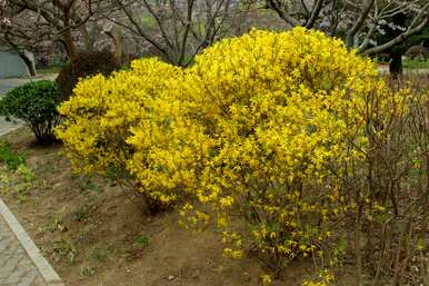 如何养护和种植迎春花，以及迎春花期后的养护