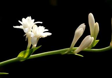 晚香玉花语撩人，什么是晚香玉花语？