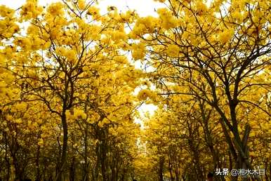 什么是黄风铃花的花语，什么是黄风铃花的花语？