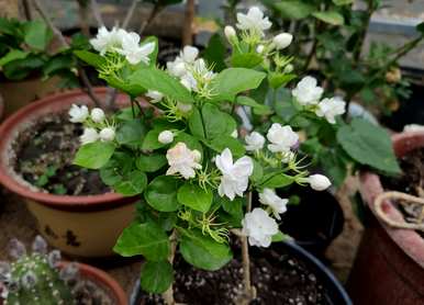 适合办公室四季开花的植物，一年四季开花的植物有哪些？