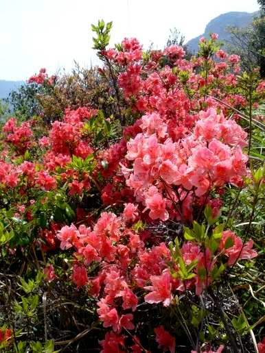 白杜鹃花的花语和寓意，杜鹃花的花语和寓意