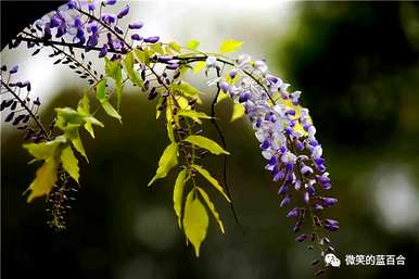 什么图片是紫藤花的花语，什么是紫藤花的花语