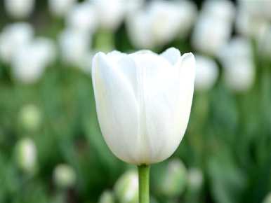 郁金香花语永不磨灭的爱情，白色郁金香花语代表什么