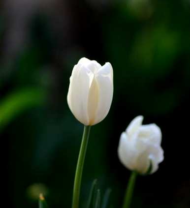 郁金香花语永不磨灭的爱情，白色郁金香花语代表什么