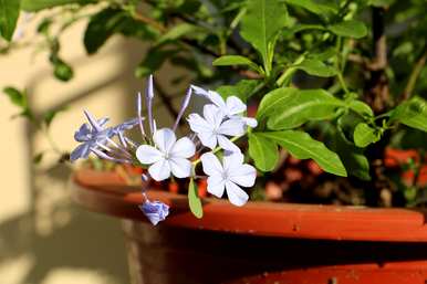 一年四季花是什么花，一年四季花是什么花？