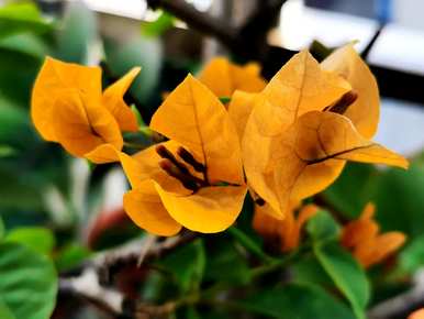 一年四季花是什么花，一年四季花是什么花？