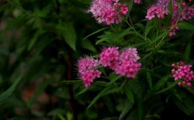 夕雾花的花语是什么，不同颜色的花语是什么？