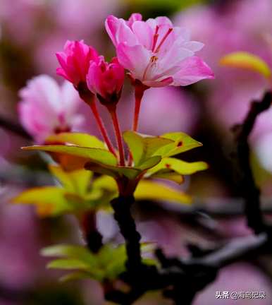 垂丝海棠花语是什么意思？虞山垂丝海棠花语